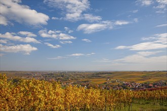 Autumnal coloured vineyards, Southern Palatinate, Palatinate, Rhineland-Palatinate, Germany, Europe