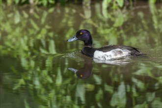 Tufted Duck (Aythya fuligula) swimming in a river. Bas-Rhin, Alsace, Grand Est, France, Europe