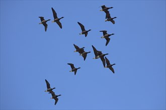 Brant goose (Branta bernicla) in flight, the Wadden Sea, Germany, Europe