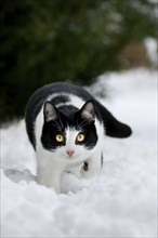 Cat (Felis catus) in the garden in the snow in winter