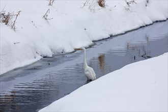 Great egret (Egretta alba) fishing in the river in winter, Germany, Europe