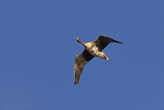 White-fronted Goose, greater white-fronted geese (Anser albifrons), White-fronted Goose, Geese,