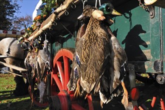 Carriage with game, mallard, wood pigeon, pheasant, hare, during the commemoration of Saint Hubert,