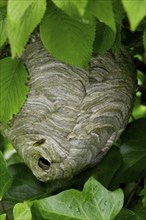 Nest of the European european hornet (Vespa crabro) in a tree