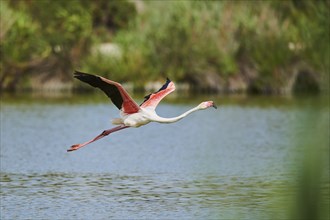 Greater Flamingo (Phoenicopterus roseus), starting from the water, Parc Naturel Regional de