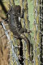 Desert spiny lizard (Sceloporus magister), Desert spiny lizard, Other animals, Iguanas, Reptiles,