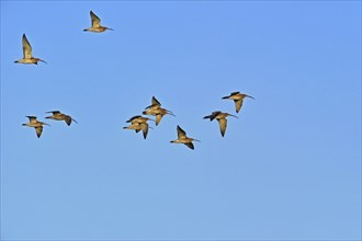 Eurasian curlew, Curlews, Animals, Birds, Waders, Eurasian curlews (Numenius arquata) flock in