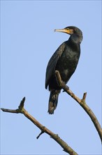 Great cormorant (Phalacrocorax carbo) sitting in a tree