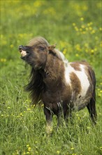 Shetland pony