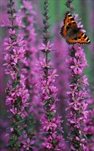 Small tortoiseshell (Aglais urticae) on purple loosestrife (Lythrum salicaria) Lower Saxony,