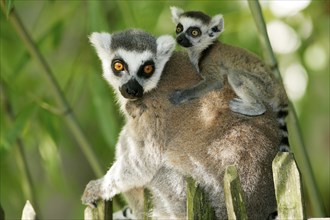 Ring-tailed Lemurs (Lemur catta), female with young