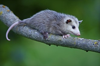 North American Opossum, young, Minnesota, USA (Didelphis marsupialis virginiana), Northern Opossum