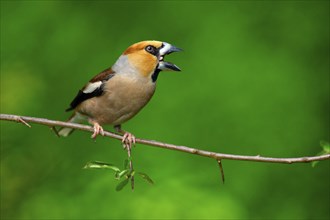 Hawfinch (Coccothraustes coccothraustes), Lower Saxony, Germany, finches, Europe