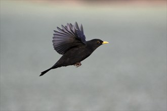 Blackbird (Turdus merula), male, Germany / side