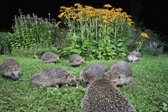 European Hedgehogs (Erinaceus europaeus), Germany, Europe