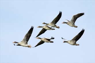 Greylag Geese (Anser anser), Texel, Netherlands