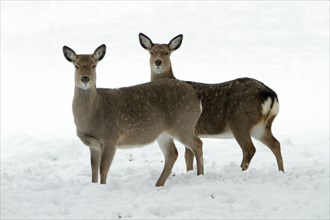 Dybowski Sika Deer, females (Cervus nippon dybowskii)