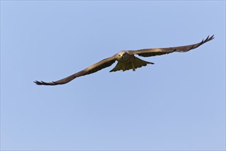 Black kite (Milvus migrans), Milan, exempted, Lower Saxony, Germany, Europe