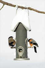 Bullfinch (Pyrrhula pyrrhula), pair at feeding station in winter, Lower Saxony, Germany, finches,