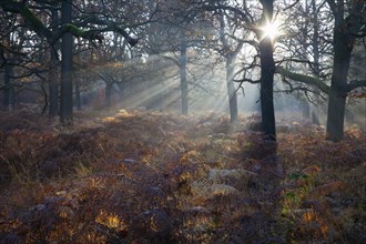 Oak forest, Reinhardswald, Hesse, Germany, Europe