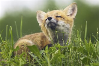 American Red Fox (Vulpes vulpes fulva) cub