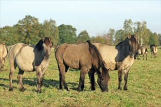 Dülmen wild horses, Merfelder Bruch, Dülmen, North Rhine-Westphalia, Dülmen wild horse, Germany,