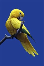 Golden Conure (Aratinga guarouba)