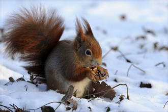 Squirrel (Sciurus vulgaris), Germany, Europe