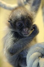 Golden-fronted spider monkey, juvenile (Ateles belzebuth belzebuth)