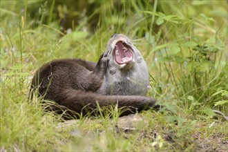 European otter (Lutra lutra)