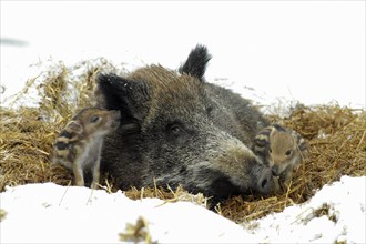 Wild boars (Sus scrofa), sows and young boars in the kettle