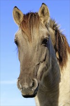 Dülmen wild horse, Merfelder Bruch, Dülmen, North Rhine-Westphalia, Germany, Europe