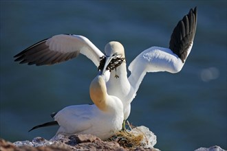 Northern gannet (Morus bassanus) Pair building a nest, Helgoland, North Sea, Schleswig-Holstein,