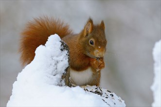 Squirrel, North Rhine-Westphalia, Germany, Europe