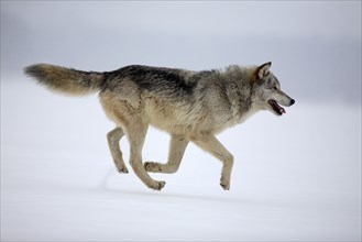 Gray wolf (Canis lupus), lateral, detachable