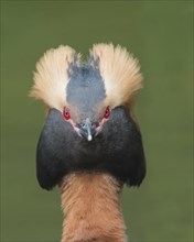 Horned Grebe (Podiceps auritus), animal portrait, direct view, Västergotland, Sweden, Europe