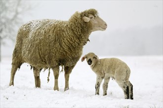 Merino Sheep with lamb, sheep, sheep, snow, snow