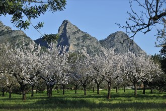 Flowering Almond trees (Prunus dulcis), Tramuntana Mountains, Majorca, Balearic Islands, Spain,