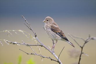 Linnet, young bird, Dingdener Heide nature reserve, North Rhine-Westphalia, Germany, Europe