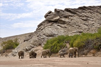 African elephants (Loxodonta africana), desert elephants standing in the dry riverbed of the Hoanib