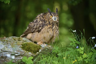 Eurasian eagle-owl (Bubo bubo), adult, shaking on rock at the edge of the forest, Bohemian Forest,