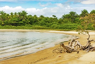 Mangrove vegetation on the edge of the beach surrounded by coconut trees in Serra Grande on the