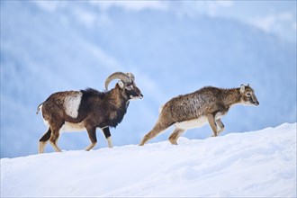 European mouflon (Ovis aries musimon) ram with ewe on a snowy meadow in the mountains in tirol,