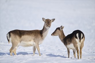 European fallow deer (Dama dama) does on a snowy meadow in the mountains in tirol, Kitzbühel,