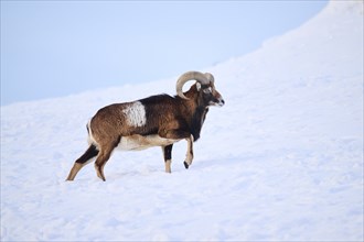 European mouflon (Ovis aries musimon) ram on a snowy meadow in the mountains in tirol, Kitzbühel,