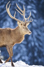 Red deer (Cervus elaphus) stag on a snowy meadow in the mountains in tirol, Kitzbühel, Wildpark