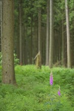 Common foxglove (Digitalis purpurea), forest floor covered with royal fern (Osmunda regalis),