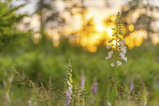 Close-up, sunset, Wiesser Fingerhut (Digitalis purpurea), Neustadt am Rübenberge, Germany, Europe