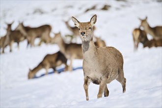 Red deer (Cervus elaphus) hind in pack in the background on a snowy meadow in the mountains in