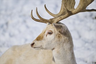 European fallow deer (Dama dama) buck portrait in the mountains in tirol, snow, Kitzbühel, Wildpark